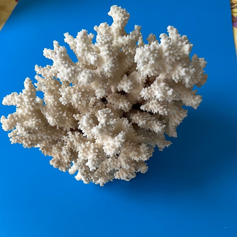 Natural Coral Decor Piece